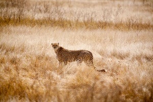 Image of Cheetah
