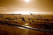 Image of Birds #3