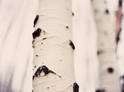 Image of Aspens