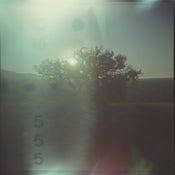 Image of Oak