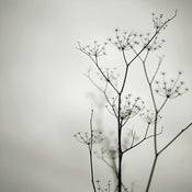 Image of Yarrow
