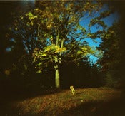 Image of Otis In Park