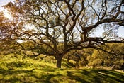 Image of Backyard Oak Tree