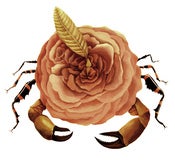 Image of Crustaceofleur