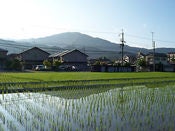 Image of Spring in Iwakura card