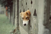 Image of Untitled (dog trophy)