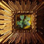Image of VS001 Boxsocial GOLD