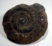 Image of ammonite 002