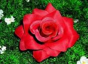Image of Lola's Scarlet Red Rose Hair Clip