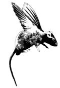 Image of Rat With Wings tee