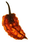 Image of World’s Hottest Chilli