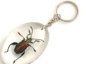 Image of Bug KeyRing  FROG LEG BEETLE