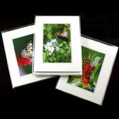 Image of Butterflies - Boxed Cards