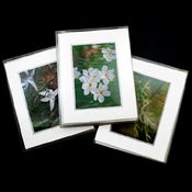 Image of A Closer Look at Spring - Boxed Cards