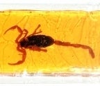 Image of Real Toffee Scorpion