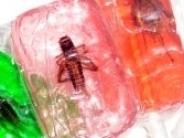 Image of Cricket Lollypop