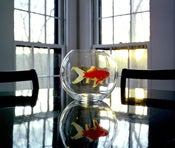 Image of Goldfish 11x14
