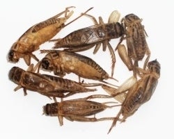 Image of Crunchy Cricket Snax