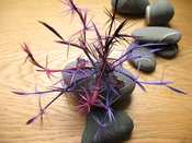 Image of Fireworks Frou Frou