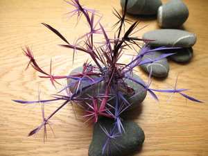 Image of Fireworks Frou Frou