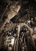 Image of THE PEOPLE OF THE TREES