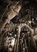 Image of PEOPLE OF THE TREES (LARGER SIZES)