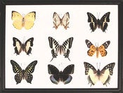 Image of 9 Butterfly frame
