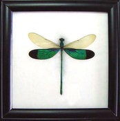 Image of Damselfly frame