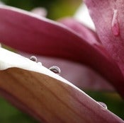 Image of Droplets