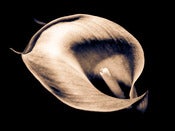 Image of Calla #2