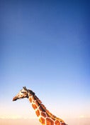 Image of Giraffe in the Sky