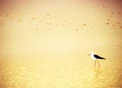 Image of Lone Bird