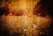 Image of Flowers