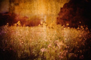 Image of Flowers