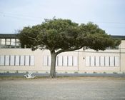 Image of a tree, a chair and a cane