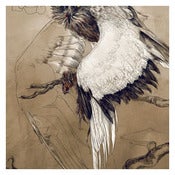 Image of Wings of Prey Series