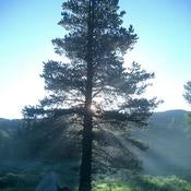 Image of PLANT A TREE IN ME.!