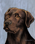 Image of Chocolate Labrador Retriever, 8x10 Print, Dog Art by Susan Van Camp