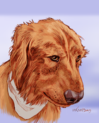 Image of Golden Retriever, 8x 10 Print, Dog Art by Susan Van Camp 02