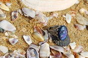Image of Nébuleuse Ring -Cosmic Night Collection