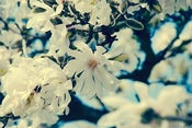 Image of flutter