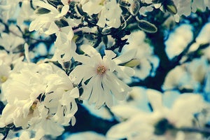 Image of flutter