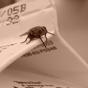 Image of The Expiration of the Fly
