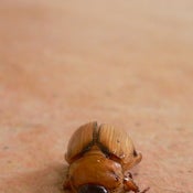 Image of Bug's Butt
