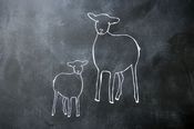 Image of lamb family