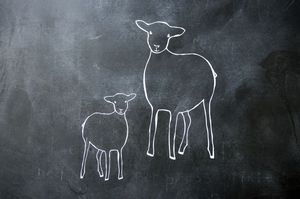 Image of lamb family