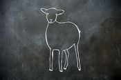 Image of little lamb