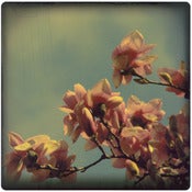 Image of In Bloom