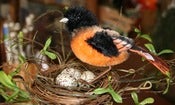 Image of Steiff Oriole