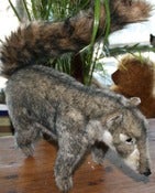 Image of Coatimundi